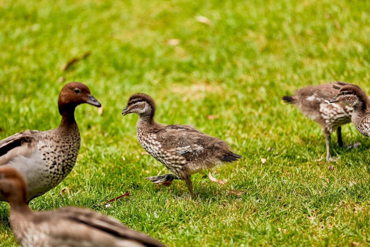 Kennett River Family Caravan Park Wye River Eksteriør billede