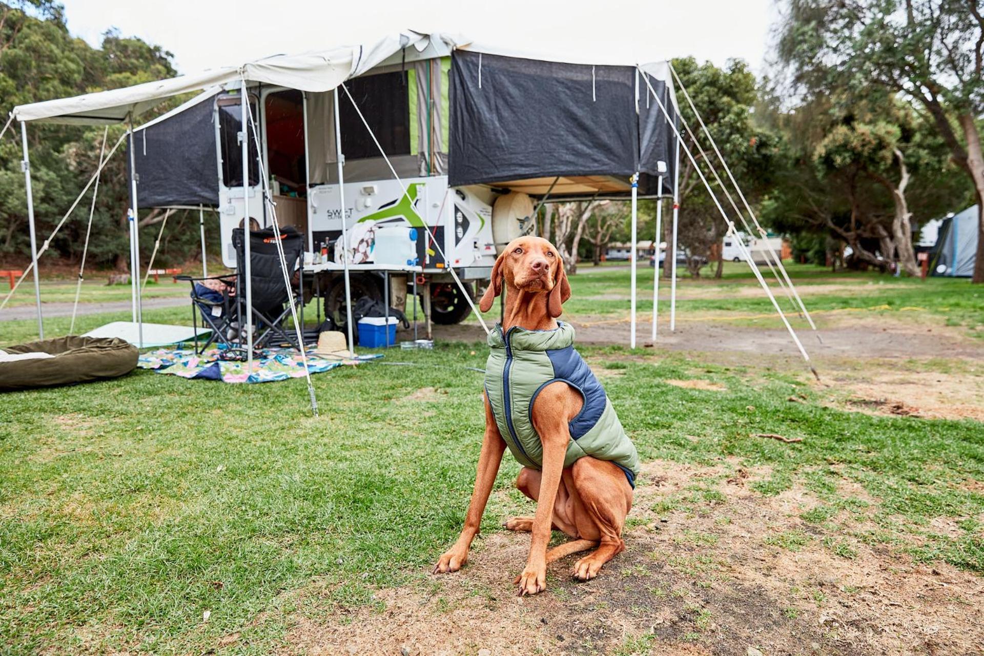 Kennett River Family Caravan Park Wye River Eksteriør billede